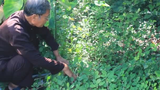 The medicine man and medicinal herbs — Stock Video