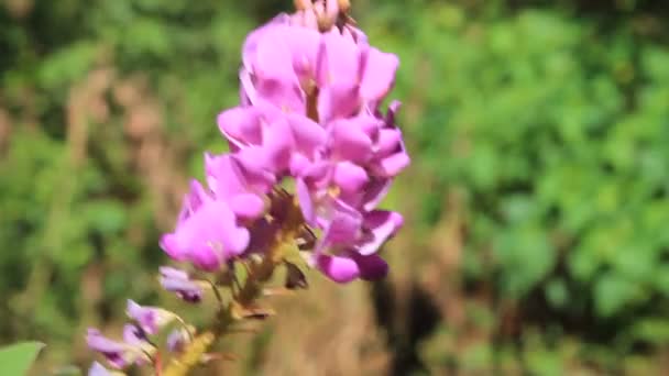 Purple flower in the wind — Stock Video