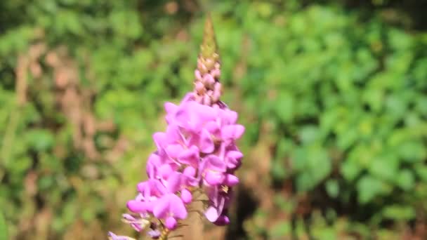 Flor púrpura en el viento — Vídeos de Stock