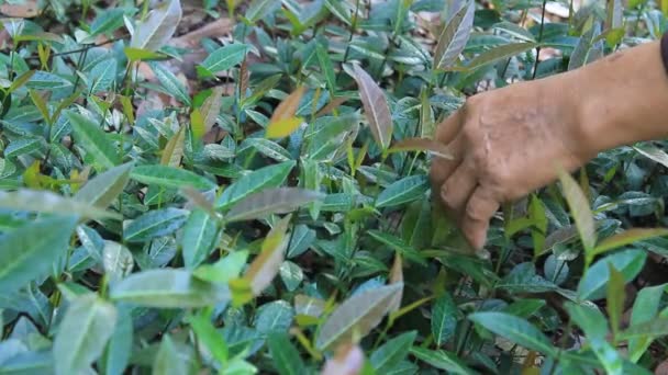 El curandero recogiendo hierbas medicinales en la montaña — Vídeo de stock