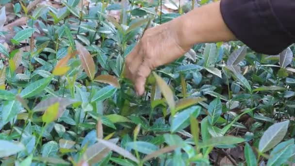 El curandero recogiendo hierbas medicinales en la montaña — Vídeos de Stock