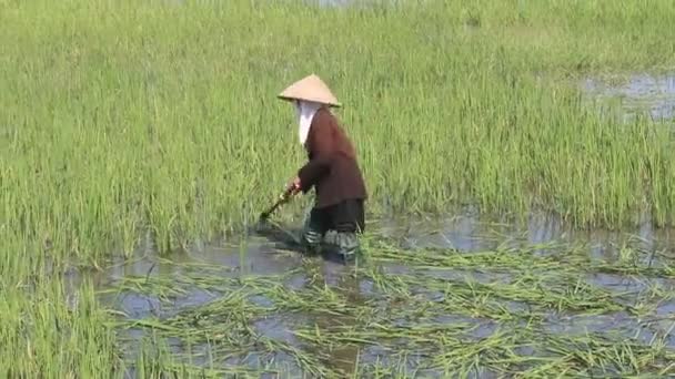 Campesina cortando arroz en el campo — Vídeos de Stock