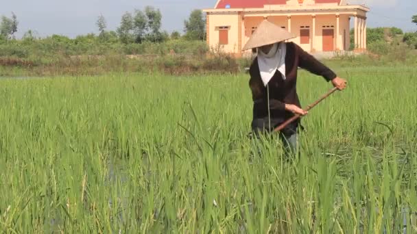 Selská žena řezání rýže v poli — Stock video