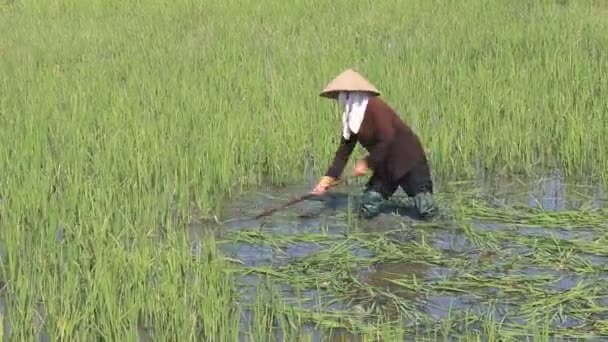 Paraszt nő vágás rizs területén — Stock videók