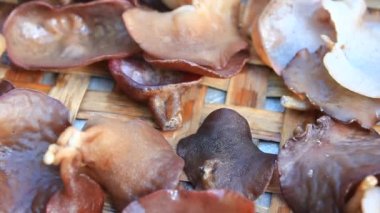 mantar ağaçta yetişiyor