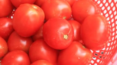 Kırmızı olgun domates