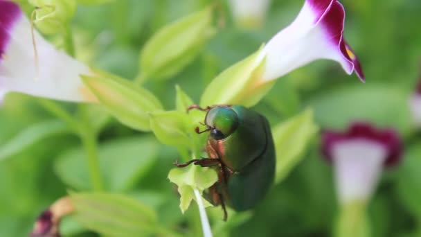 Зелений жук сидить на фіолетовій квітці — стокове відео