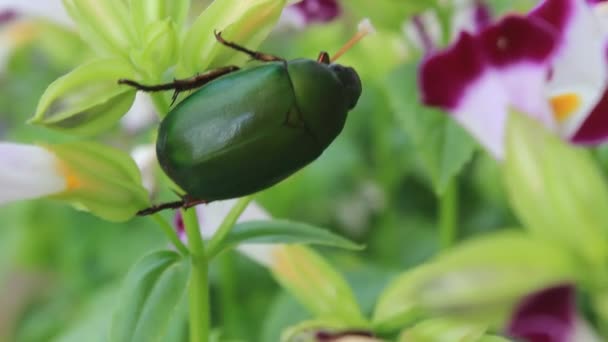 Zielony chrząszcz siedzi na fioletowy kwiat — Wideo stockowe