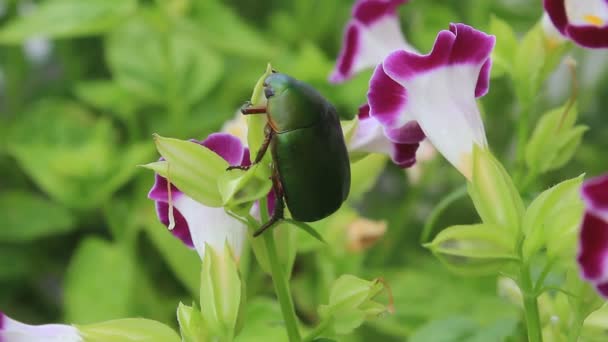 Grön skalbagge sitter på lila blomma — Stockvideo