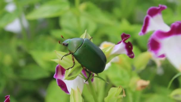 Zielony chrząszcz siedzi na fioletowy kwiat — Wideo stockowe