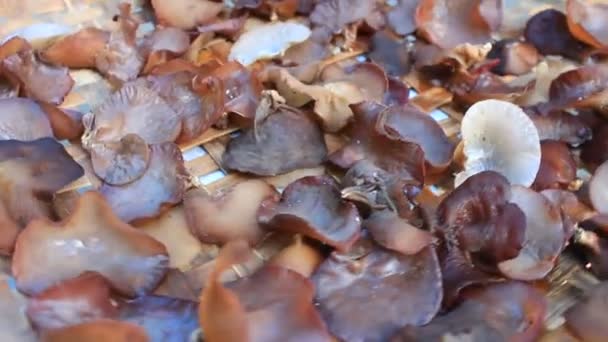 Fungus grows on trees — Stock Video