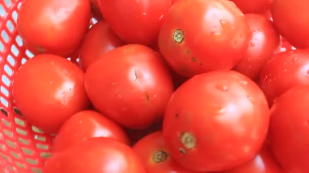 De röda mogna tomaterna — Stockvideo