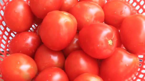 De rode rijpe tomaten — Stockvideo