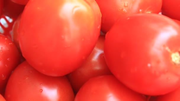 De röda mogna tomaterna — Stockvideo