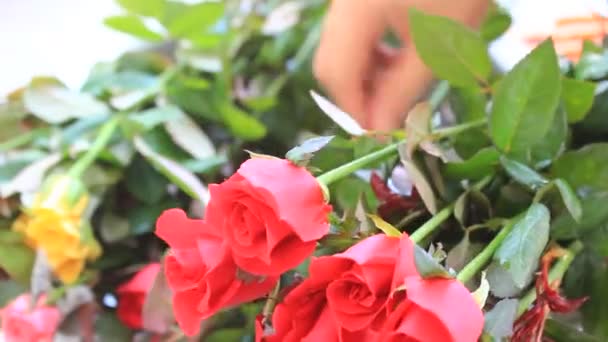 O lindo buquê de rosas — Vídeo de Stock