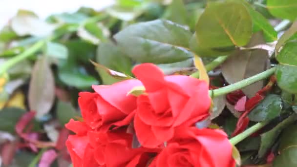 Прекрасный букет роз — стоковое видео