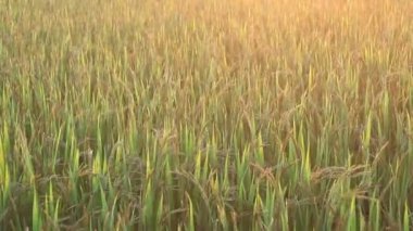 günbatımı üzerinde pirinç tarlaları