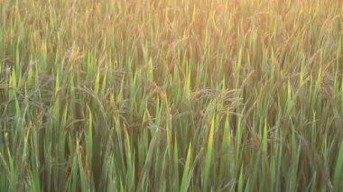 günbatımı üzerinde pirinç tarlaları