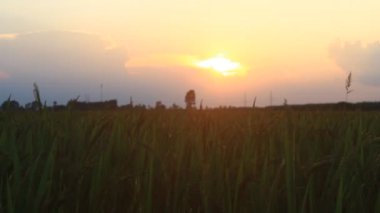 günbatımı üzerinde pirinç tarlaları