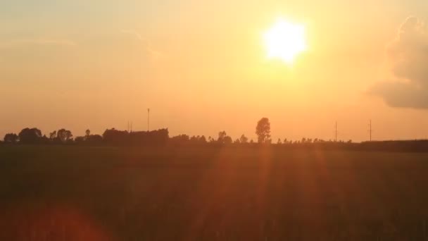 Zonsondergang op de de rijstvelden — Stockvideo
