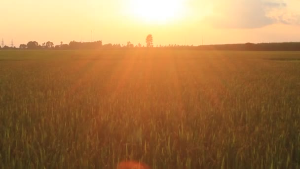Zonsondergang op de de rijstvelden — Stockvideo