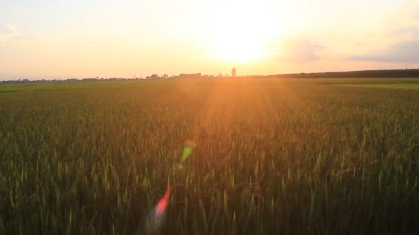 Coucher de soleil sur les rizières 