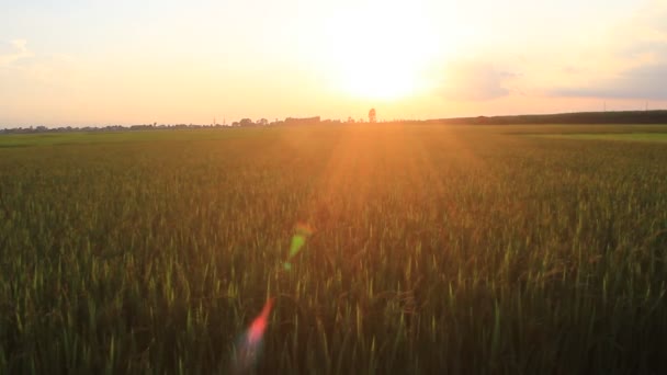 Zonsondergang op de de rijstvelden — Stockvideo