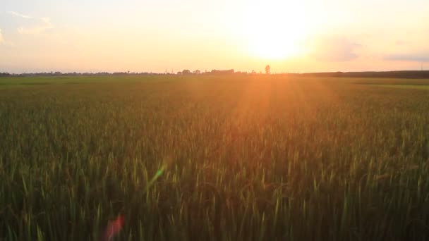 Zonsondergang op de de rijstvelden — Stockvideo