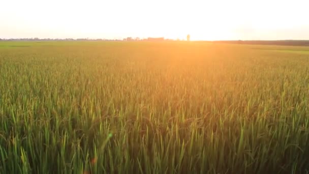 Sonnenuntergang auf den Reisfeldern — Stockvideo