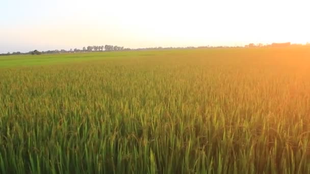 Закат на рисовых полях — стоковое видео