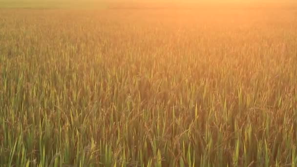 Pôr do sol nos campos de arroz — Vídeo de Stock