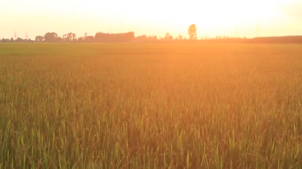 Puesta de sol en los campos de arroz — Vídeos de Stock