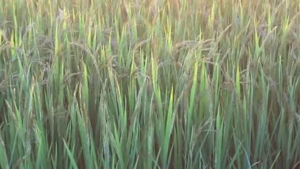 Puesta de sol en los campos de arroz — Vídeo de stock