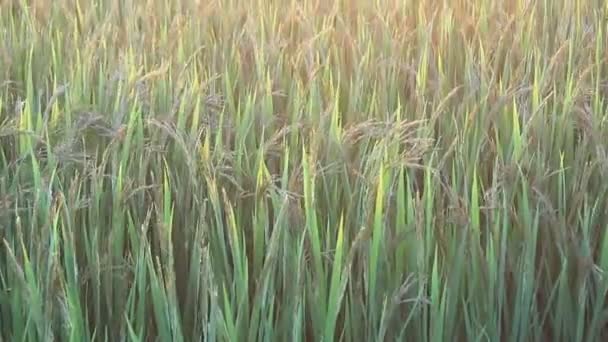 Pôr do sol nos campos de arroz — Vídeo de Stock