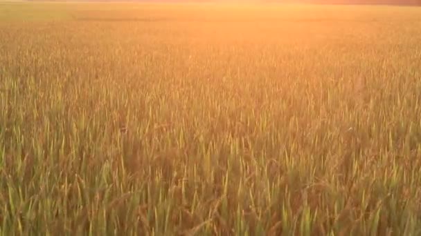 Puesta de sol en los campos de arroz — Vídeo de stock
