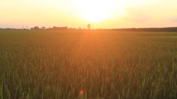 Sunset on the the rice fields — Stock Video