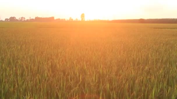 Puesta de sol en los campos de arroz — Vídeo de stock