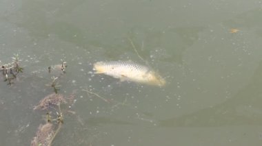 Nehirde ölü balık