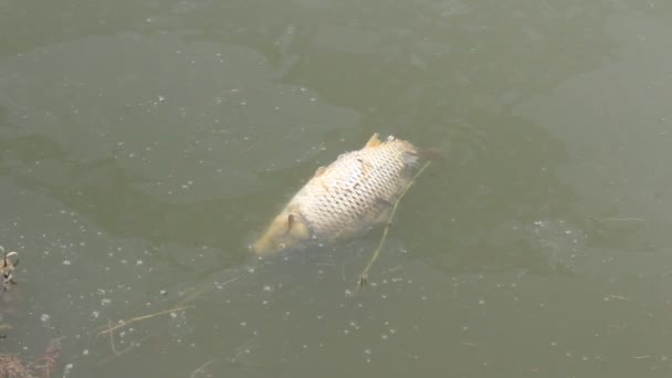 Мертвая рыба на реке — стоковое видео