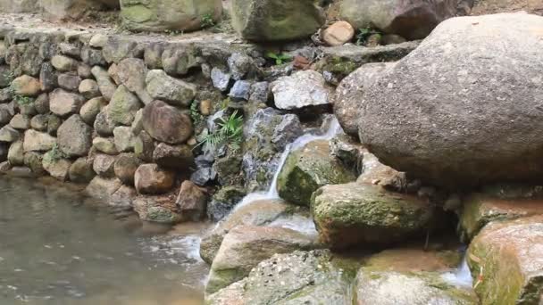 Fluxo de fluxo na floresta — Vídeo de Stock