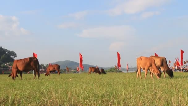 As vacas pastam a grama — Vídeo de Stock