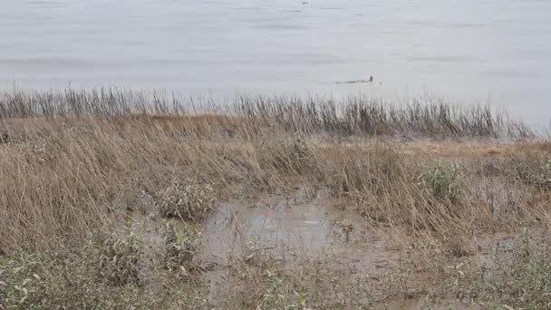 Bateau sur la rive, vietnam 
