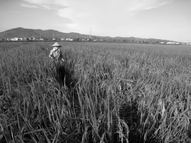 Vietnamca Çiftçi hasat pirinç alan