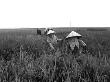 Vietnamca Çiftçi hasat pirinç alan