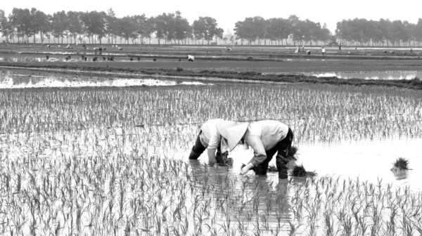 Посадка риса фермерами в поле — стоковое фото
