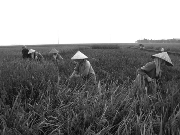 Vietnamca Çiftçi hasat pirinç alan — Stok fotoğraf