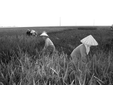 Vietnamca Çiftçi hasat pirinç alan