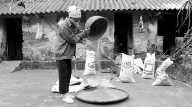 kurutma sonra Vietnam kadın çiftçi temiz pirinç