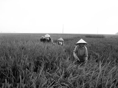 Vietnamca Çiftçi hasat pirinç alan
