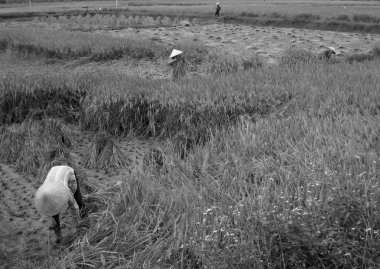 Vietnamca Çiftçi hasat pirinç alan